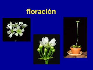 floración