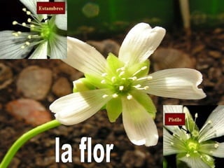 la flor