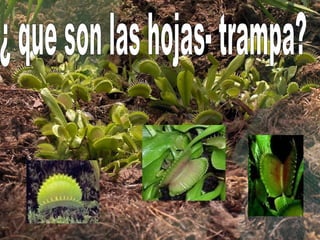 ¿ que son las hojas- trampa?