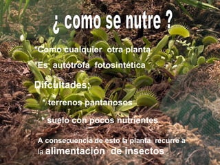 ¿ como se nutre ? *Como cualquier otra planta Difcultades: * terrenos pantanosos * suelo con pocos nutrientes *Es autótrofa fotosintética A consecuencia de esto la planta recurre a la alimentación de insectos