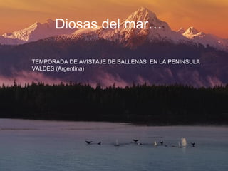 Diosas del mar… TEMPORADA DE AVISTAJE DE BALLENAS  EN LA PENINSULA VALDES (Argentina) 