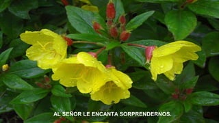 AL SEÑOR LE ENCANTA SORPRENDERNOS.

 