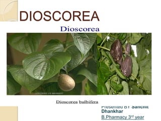 DIOSCOREA
Presented BY Sanchit
Dhankhar
B.Pharmacy 3rd year