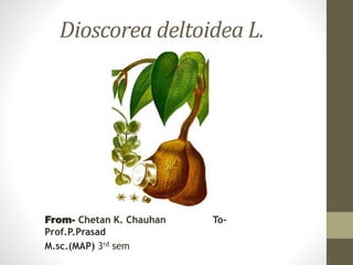 Dioscorea deltoidea L.
From- Chetan K. Chauhan To-
Prof.P.Prasad
M.sc.(MAP) 3rd sem
 