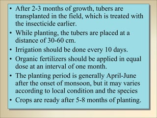 • After 2-3 months of growth, tubers are
transplanted in the field, which is treated with
the insecticide earlier.
• While planting, the tubers are placed at a
distance of 30-60 cm.
• Irrigation should be done every 10 days.
• Organic fertilizers should be applied in equal
dose at an interval of one month.
• The planting period is generally April-June
after the onset of monsoon, but it may varies
according to local condition and the species
• Crops are ready after 5-8 months of planting.
 