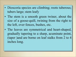 • Dioscoria species are climbing; roots tuberous;
tubers large; stem leafy
• The stem is a smooth green twiner, about the
size of a goose-quill, twining from the right to
the left, over fences, bushes, etc.
• The leaves are symmetrical and heart-shaped,
gradually tapering to a sharp, acuminate point,
(taper )and are borne on leaf stalks from 2 to 4
inches long.
 