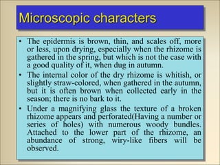 Microscopic characters
• The epidermis is brown, thin, and scales off, more
or less, upon drying, especially when the rhizome is
gathered in the spring, but which is not the case with
a good quality of it, when dug in autumn.
• The internal color of the dry rhizome is whitish, or
slightly straw-colored, when gathered in the autumn,
but it is often brown when collected early in the
season; there is no bark to it.
• Under a magnifying glass the texture of a broken
rhizome appears and perforated(Having a number or
series of holes) with numerous woody bundles.
Attached to the lower part of the rhizome, an
abundance of strong, wiry-like fibers will be
observed.
 