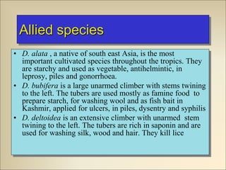 Allied species
• D. alata , a native of south east Asia, is the most
important cultivated species throughout the tropics. They
are starchy and used as vegetable, antihelmintic, in
leprosy, piles and gonorrhoea.
• D. bubifera is a large unarmed climber with stems twining
to the left. The tubers are used mostly as famine food to
prepare starch, for washing wool and as fish bait in
Kashmir, applied for ulcers, in piles, dysentry and syphilis
• D. deltoidea is an extensive climber with unarmed stem
twining to the left. The tubers are rich in saponin and are
used for washing silk, wood and hair. They kill lice
 