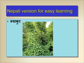 Nepali version for easy learning
• भ्याकु र
 