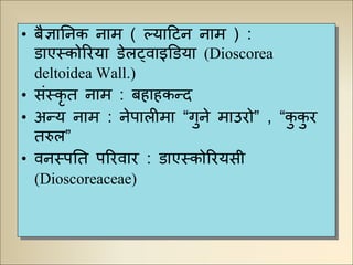 • बैज्ञानिक िाम ( ल्याटिि िाम ) :
डाएस्कोरिया डेलट्वाइडडया (Dioscorea
deltoidea Wall.)
• संस्कृ त िाम : बहाहकन्द
• अन्य िाम : िेपालीमा “गुिे माउिो” , “कु कु ि
तरुल”
• विस्पनत परिवाि : डाएस्कोरियसी
(Dioscoreaceae)
 