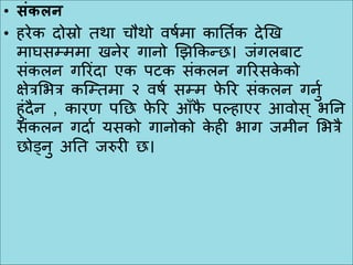 • संकलि
• हिेक दोस्रो तथा चौथो वर्ुमा कानतुक देखख
मािसम्ममा खिेि गािो खिककन्छ। जंगलबाि
संकलि गरिंदा एक पिक संकलि गरिसके को
क्षेत्रमभत्र कजम्तमा २ वर्ु सम्म फे रि संकलि गिुु
हुंदैि , कािण पनछ फे रि आुँफै पल्हाएि आवोस ् भनि
संकलि गदाु यसको गािोको के ही भाग जमीि मभत्रै
छोड्िु अनत जरुिी छ।
 