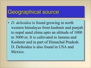 Geographical source
• D. deltoidea is found growing in north
western himalayas from kashmir and punjab
to nepal aand china upto an altitude of 1000
to 3000 m. It is cultivated in Jammu and
Kashmir and in part of Himachal Pradesh.
D. Deltoidea is also found in USA and
Mexico.
 