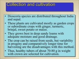 Collection and cultivation
• Dioscoria species are distributed throughout India
and nepal.
• These plants are cultivated mostly as garden crops
or subordinate crops with ginger, turmeric,
brinjal, sweet potato or maize.
• They grows best in deep sandy loams with
adequate moisture and good drainage.
• The crop can be raised from seeds, but variability
in progeny and comparatively longer time for
harvesting are the disadvantages with this method.
• Thus, healthy tubers of about 70-80 g in weight
with crown are selected for cultivation.
 