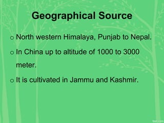 Geographical Source
o North western Himalaya, Punjab to Nepal.
o In China up to altitude of 1000 to 3000
meter.
o It is cultivated in Jammu and Kashmir.
 