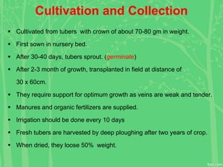 Cultivation and Collection
 Cultivated from tubers with crown of about 70-80 gm in weight.
 First sown in nursery bed.
 After 30-40 days, tubers sprout. (germinate)
 After 2-3 month of growth, transplanted in field at distance of
30 x 60cm.
 They require support for optimum growth as veins are weak and tender.
 Manures and organic fertilizers are supplied.
 Irrigation should be done every 10 days
 Fresh tubers are harvested by deep ploughing after two years of crop.
 When dried, they loose 50% weight.
 