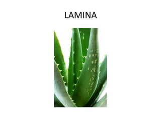 LAMINA

 