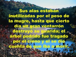 Sus alas estaban inutilizadas por el peso de la mugre, hasta que cierto día un gran ventarrón destruyó su guarida; el árbol podrido fue tragado por el cieno y el se dio cuenta de que iba a morir. 