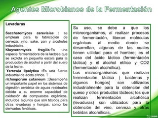 Levaduras
Saccharomyces cerevisiae : se
emplean para la fabricación de
cerveza, vino, sake, pan y alcoholes
industriales.
Kluyveromyces fragilis:Es una
especie fermentadora de la lactosa que
se explota en pequeña escala para la
producción de alcohol a partir del suero
de la leche.
Yarrowia lipolytica :Es una fuente
industrial de ácido cítrico. T
richosporum cutaneum :Desempeña
un importante papel en los sistemas de
digestión aeróbica de aguas residuales
debido a su enorme capacidad de
oxidación de compuestos orgánicos,
incluídos algunos que son tóxicos para
otras levaduras y hongos, como los
derivados fenólicos.
Su uso, se debe a que los
microorganismos, al realizar procesos
de fermentación, liberan moléculas
orgánicas al medio donde se
desarrollan, algunas de las cuales
tienen utilidad para el hombre; es el
caso del ácido láctico (fermentación
láctica) y el alcohol etílico y CO2
(fermentación alcohólica).
Los microorganismos que realizan
fermentación láctica ( bacterias y
algunos hongos) son utilizados
industrialmente para la obtención del
queso y otros productos lácteos; los que
realizan fermentación alcohólica
(levaduras) son utilizados para la
obtención del vino, cerveza y otras
bebidas alcohólicas.
 
