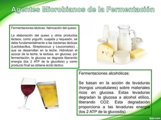 Fermentaciones lácticas: fabricación del queso:
La elaboración del queso y otros productos
lácteos, como yogurth, cuajada y requesón, se
debe fundamentalmente a las bacterias lácticas
(Lactobacillus, Streptococus y Leuconostoc) ,
que se desarrollan en la leche. Hidrolizan el
azúcar de la leche, la lactosa, en glucosa; por
fermentación, la glucosa se degrada liberando
energía (los 2 ATP de la glucolisis) y como
producto final se obtiene ácido láctico
Fermentaciones alcohólicas:
Se basan en la acción de levaduras
(hongos unicelulares) sobre materiales
ricos en glucosa. Estas levaduras
degradan la glucosa a alcohol etílico,
liberando CO2. Esta degradación
proporciona a las levaduras energía
(los 2 ATP de la glucosilis)
 