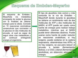 El esquema de Embden.-
Meyerhola vía metabólica
encargada de oxidar la glucosa
con la finalidad de obtener
energía para la célula. Consiste
en 10 reacciones enzimáticas
consecutivas que convierten a
la glucosa en dos moléculas de
piruvato, el cual es capaz de
seguir otras vías metabólicas y
así continuar entregando
energía al organismo.
El tipo de glucólisis más común y más
conocida es la vía de Embden –
Meyerhoff donde durante la glucólisis
se obtiene un rendimiento neto de dos
moléculas de ATP y dos moléculas de
NADH; el ATP puede ser usado como
fuente de energía para realizar trabajo
metabólico, mientras que el NADH
puede tener diferentes destinos. Puede
usarse como fuente de poder reductor
en reacciones anabólicas; si hay
oxígeno, puede oxidarse en la cadena
respiratoria, obteniéndose tres ATPs; si
no hay oxígeno, se usa para reducir el
piruvato a lactato (fermentación
láctica), o a CO2 y etanol (fermentación
alcohólica), sin obtención adicional de
energía.
 