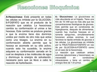 A-Hexocinasa: Está presente en todas
las células es inhibida por la GLUCOSA-
6-FOSFATO que es el producto de la
reacción que cataliza. La hexocinasa
cambia su conformación al unirse a las
hexosas. Este cambio se produce gracias
a que la enzima tiene dos dominios
unidos por medio de otro más que actúa
como una bisagra. La enzima en su
conformación abierta permite que la
hexosa se acomode en su sitio activo;
cuando esto ha sucedido, la enzima
adquiere su conformación cerrada en la
cual se desplaza a las moléculas de agua
y disminuye la energía de solvatación,
necesaria para que se lleve a cabo la
reacción de fosforilación.
B.- Glucocinasa: La glucocinasa es
más abundante en el hígado. Tiene una
Km de 10 mM que es más alta que las
concentraciones fisiológicas de glucosa.
Esto permite que en condiciones de
hiperglicemia, después de alimentarse,
cuando hay muchas hexosas en el
torrente sanguíneo, simultáneamente
funcionen ambas enzimas, lo cual
favorece la rápida entrada de glucosa a
las células. La glucocinasa es inhibida
por la FRUCTOSA-6-FOSFATO en vez
de por GLUCOSA-6-FOSFATO como
en el caso de la hexocinasa.
La reacción que catalizan ambas
enzimas (glucocinasa y hexocinasa), es
irreversible en condiciones
intracelulares y tiene un cambio en
energía libre de 1.6 kJ/mol.
 