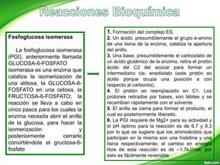 Fosfoglucosa isomerasa
La fosfoglucosa isomerasa
(PGI), anteriormente llamada
GLUCOSA-6-FOSFATO
isomerasa es una enzima que
cataliza la isomerización de
una aldosa, la GLUCOSA-6-
FOSFATO en una cetosa, la
FRUCTOSA-6-FOSFATO; la
reacción se lleva a cabo en
cinco pasos para los cuales la
enzima necesita abrir el anillo
de la glucosa, para hacer la
isomerización y
posteriormente cerrarlo
convirtiéndola el gructosa-6-
fosfato
1. Formación del complejo ES.
2. Un ácido, presumiblemente el grupo e-amino
de una lisina de la enzima, cataliza la apertura
del anillo.
3. Una base, presumiblemente el carboxilato de
un ácido glutámico de la enzima, retira el protón
ácido del C2 del azúcar para formar un
intermediario cis- enediolato (este protón es
ácido porque ocupa una posición a con
respecto al carbonilo).
4. El protón es reemplazado en C1. Los
protones retirados por bases, son lábiles y se
recambian rápidamente con el solvente.
5. El anillo se cierra para formar el producto, el
cual es posteriormente liberado.
6. La PGI requiere de Mg2+ para su actividad y
el pH óptimo para la reacción es de 6.7 y 9.3
por lo que se sugiere que los aminoácidos que
participan en la misma son una histidina y una
lisina respectivamente; el cambio en energía
libre de esta reacción es de –1.7kJ/mol, por
esto es fácilmente reversible
 