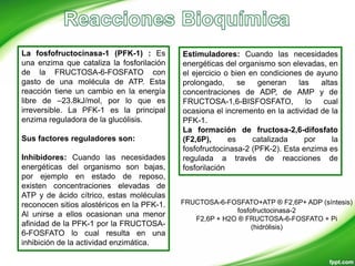 La fosfofructocinasa-1 (PFK-1) : Es
una enzima que cataliza la fosforilación
de la FRUCTOSA-6-FOSFATO con
gasto de una molécula de ATP. Esta
reacción tiene un cambio en la energía
libre de –23.8kJ/mol, por lo que es
irreversible. La PFK-1 es la principal
enzima reguladora de la glucólisis.
Sus factores reguladores son:
Inhibidores: Cuando las necesidades
energéticas del organismo son bajas,
por ejemplo en estado de reposo,
existen concentraciones elevadas de
ATP y de ácido cítrico, estas moléculas
reconocen sitios alostéricos en la PFK-1.
Al unirse a ellos ocasionan una menor
afinidad de la PFK-1 por la FRUCTOSA-
6-FOSFATO lo cual resulta en una
inhibición de la actividad enzimática.
Estimuladores: Cuando las necesidades
energéticas del organismo son elevadas, en
el ejercicio o bien en condiciones de ayuno
prolongado, se generan las altas
concentraciones de ADP, de AMP y de
FRUCTOSA-1,6-BISFOSFATO, lo cual
ocasiona el incremento en la actividad de la
PFK-1.
La formación de fructosa-2,6-difosfato
(F2,6P), es catalizada por la
fosfofructocinasa-2 (PFK-2). Esta enzima es
regulada a través de reacciones de
fosforilación
FRUCTOSA-6-FOSFATO+ATP ® F2,6P+ ADP (síntesis)
fosfofructocinasa-2
F2,6P + H2O ® FRUCTOSA-6-FOSFATO + Pi
(hidrólisis)
 