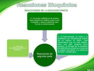 REACCIONES DE LA SEGUNDA PARTE
Reacciones de
segunda parte
1.- Unión del
GLICERALDEHÍDO-3-
FOSFATO.
2.- Un grupo sulfidrilo en la enzima,
esencial para la catálisis actúa como
nucleófilo y ataca al aldehído para
formar un tiohemiacetal.
3.- El tiohemiacetal, se oxida a un
aciltioéster por transferencia directa
de un hidruro al NAD+. Este
intermediario que ha sido aislado,
tiene una gran potencia como
donador. La energía de la oxidación
del aldehído se conserva a través de
la síntesis del tioéster y la reducción
de NAD+ a NADH.gira.
 
