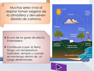 Muchos seres vivos al 
respirar toman oxígeno de 
la atmósfera y devuelven 
dióxido de carbono. 
 Es uno de los gases de efecto 
invernadero. 
 Contribuye a que la Tierra 
tenga una temperatura 
habitable, siempre y cuando 
se mantenga dentro de un 
rango determinado. 
 