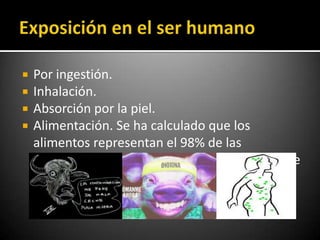    Por ingestión.
   Inhalación.
   Absorción por la piel.
   Alimentación. Se ha calculado que los
    alimentos representan el 98% de las
    exposiciones a PCDD/Fs, siendo el 2% restante
    por inhalación.
 