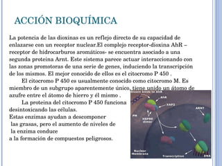 ACCIÓN BIOQUÍMICA La potencia de las dioxinas es un reflejo directo de su capacidad de enlazarse con un receptor nuclear.El complejo receptor-dioxina AhR – receptor de hidrocarburos aromáticos- se encuentra asociado a una segunda proteina Arnt. Este sistema parece actuar interaccionando con las zonas promotoras de una serie de genes, induciendo la transcripción de los mismos. El mejor conocido de ellos es el citocromo P 450 .           El citocromo P 450 es usualmente conocido como citocromo M. Es miembro de un subgrupo aparentemente único, tiene unido un átomo de azufre entre el átomo de hierro y él mismo .           La proteina del citocromo P 450 funciona  desintoxicando las células.  Estas enzimas ayudan a descomponer las grasas, pero el aumento de niveles de la enzima conduce  a la formación de compuestos peligrosos. 