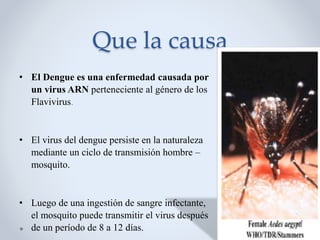 Que la causa
• El Dengue es una enfermedad causada por
un virus ARN perteneciente al género de los
Flavivirus.
• El virus del dengue persiste en la naturaleza
mediante un ciclo de transmisión hombre –
mosquito.
• Luego de una ingestión de sangre infectante,
el mosquito puede transmitir el virus después
de un período de 8 a 12 días.
 