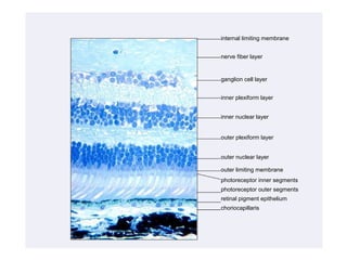 internal limiting membrane


nerve fiber layer


ganglion cell layer


inner plexiform layer


inner nuclear layer


outer plexiform layer


outer nuclear layer

outer limiting membrane
photoreceptor inner segments
photoreceptor outer segments
retinal pigment epithelium
choriocapillaris
 