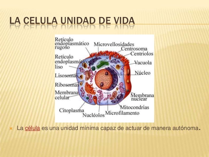 Unidad Temática LA CELULA
