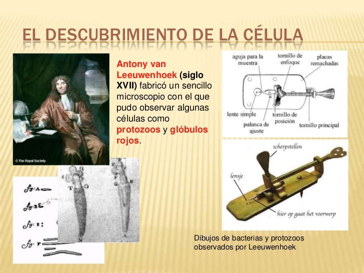 Unidad Temática LA CELULA