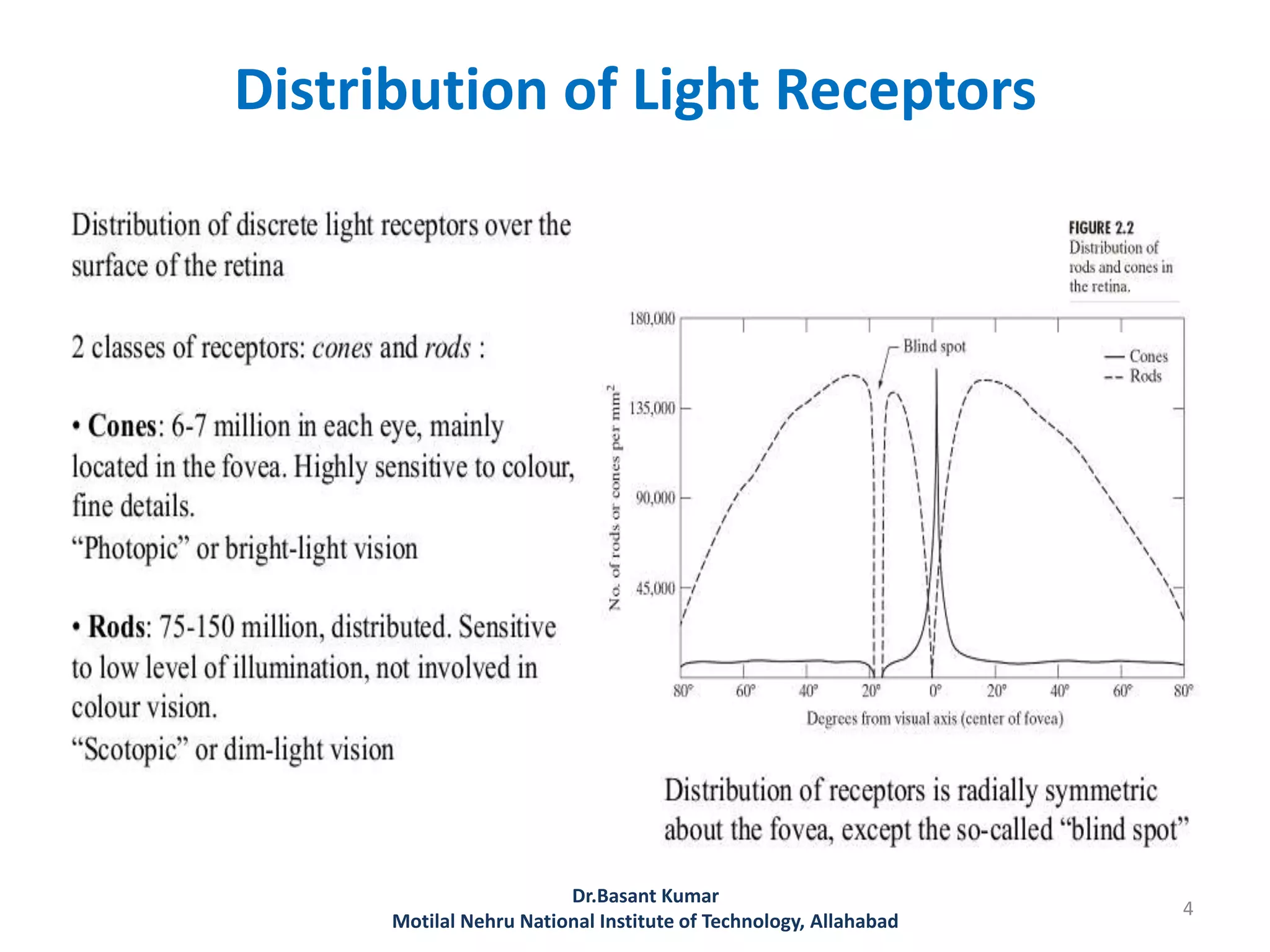 Distribution of Light Receptors
Dr.Basant Kumar
Motilal Nehru National Institute of Technology, Allahabad
4
 