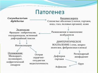 Comprehensive Overview of Diphtheria: Epidemiology, Classification, and ...