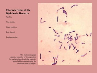 Characteristics of the
Diphtheria Bacteria
Aerobic,

Non-motile,

Gram-positive,

Rod shaped,

Produces toxins




                  This photomicrograph
     depicted a number of Gram-positive
    Corynebacterium diphtheriae bacteria,
        which had been stained using the
               methylene blue technique.
 