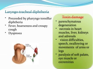 Laryngo-tracheal diphtheria
• Preceeded by pharyngo tonsillar
diphtheria
• Fever, hoarseness and croupy
cough
• Dyspnoea
• parenchymatous
degeneration
• necrosis in heart
muscles, liver, kidneys
and adrenals
• vision difficulties,
speech, swallowing or
movements of arms or
legs
• paralysis of soft palate,
eye muscle or
extremities
Toxin damage
 