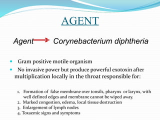 AGENT
Agent Corynebacterium diphtheria
 Gram positive motile organism
 No invasive power but produce powerful exotoxin after
multiplication locally in the throat responsible for:
1. Formation of false membrane over tonsils, pharynx or larynx, with
well defined edges and membrane cannot be wiped away.
2. Marked congestion, edema, local tissue destruction
3. Enlargement of lymph nodes
4. Toxaemic signs and symptoms
 