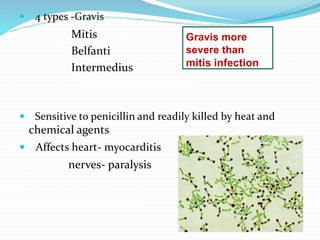  4 types -Gravis
Mitis
Belfanti
Intermedius
 Sensitive to penicillin and readily killed by heat and
chemical agents
 Affects heart- myocarditis
nerves- paralysis
Gravis more
severe than
mitis infection
 
