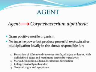 AGENT
Agent Corynebacterium diphtheria
 Gram positive motile organism
 No invasive power but produce powerful exotoxin after
multiplication locally in the throat responsible for:
1. Formation of false membrane over tonsils, pharynx or larynx, with
well defined edges and membrane cannot be wiped away.
2. Marked congestion, edema, local tissue destruction
3. Enlargement of lymph nodes
4. Toxaemic signs and symptoms
 