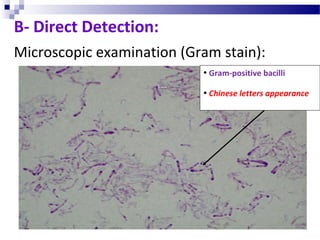B- Direct Detection:
Microscopic examination (Gram stain):
• Gram-positive bacilli
• Chinese letters appearance
 