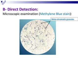 B- Direct Detection:
Microscopic examination (Methylene Blue stain):
Meta-chromatic granules
 