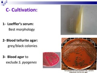 1- Loeffler’s serum:
Best morphology
2- Blood tellurite agar:
grey/black colonies
3- Blood agar to
exclude S. pyogenes
C- Cultivation:
 