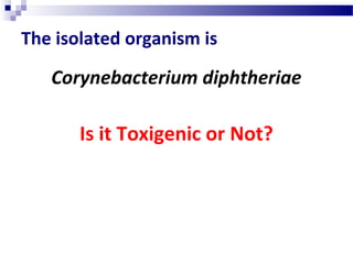 The isolated organism is
Corynebacterium diphtheriae
Is it Toxigenic or Not?
 