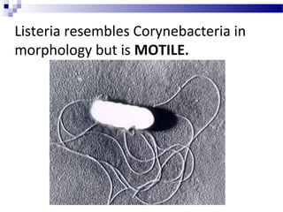 Listeria resembles Corynebacteria in
morphology but is MOTILE.
 