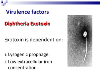 Virulence factors
Diphtheria ExotoxinDiphtheria Exotoxin
Exotoxin is dependent on:
1. Lysogenic prophage.
2. Low extracellular iron
concentration.
 