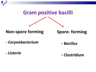 Gram positive bacilli
Non-spore forming
- Corynebacterium
- Listeria
Spore- forming
- Bacillus
- Clostridium
 
