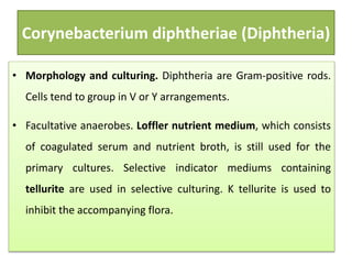 Corynebacterium diphtheriae (Diphtheria)
• Morphology and culturing. Diphtheria are Gram-positive rods.
Cells tend to group in V or Y arrangements.
• Facultative anaerobes. Loffler nutrient medium, which consists
of coagulated serum and nutrient broth, is still used for the
primary cultures. Selective indicator mediums containing
tellurite are used in selective culturing. K tellurite is used to
inhibit the accompanying flora.
 